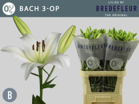 Срезанные цветы оптом Lilium la bach от 60шт из Голландии с доставкой по России