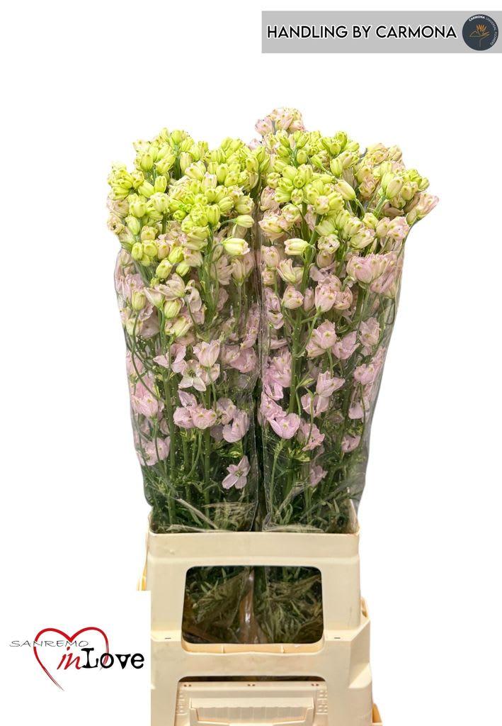Срезанные цветы оптом Delphinium si morpho sugar pink от 40шт из Голландии с доставкой по России