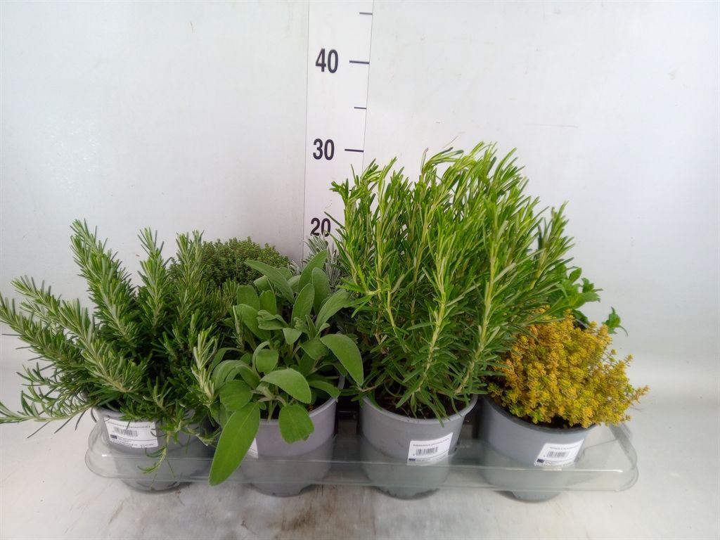 Горшечные цветы и растения оптом Tuinkruiden   ...mix от 8шт из Голландии с доставкой по России