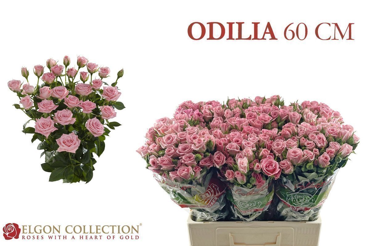 Срезанные цветы оптом Rosa spray odilia от 240шт из Голландии с доставкой по России