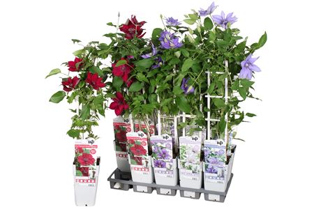 Горшечные цветы и растения оптом Clematis Ov Outdoor от 10шт из Голландии с доставкой по России