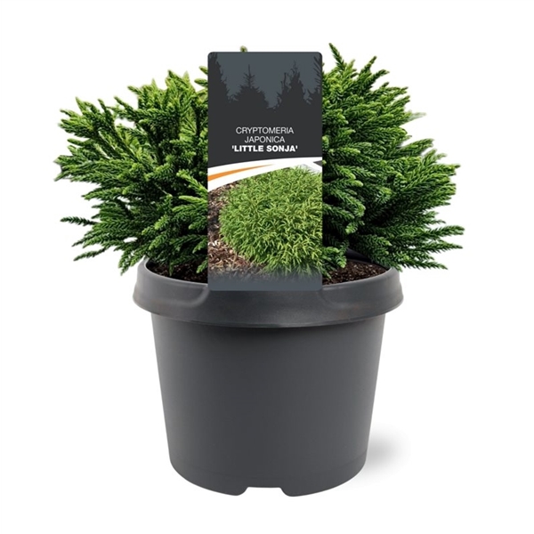 Горшечные цветы и растения оптом Cryptomeria Jap Little Sonja от 1шт из Голландии с доставкой по России