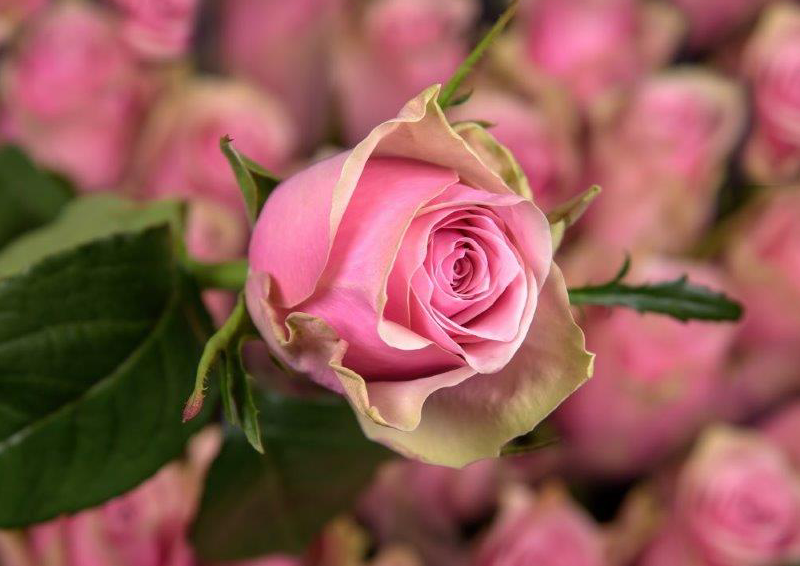 Срезанные цветы оптом Rosa large athena royale от 80шт. из Голландии с доставкой по России