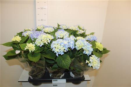 Горшечные цветы и растения оптом Hydr M Ov 3+ от 8шт из Голландии с доставкой по России