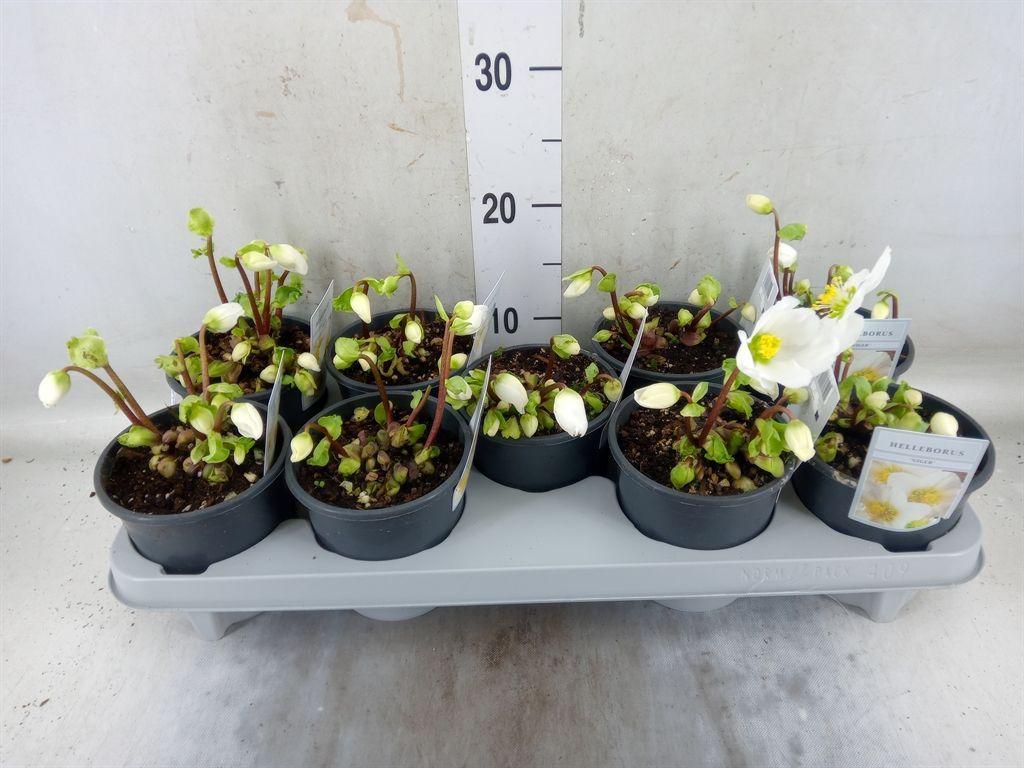 Горшечные цветы и растения оптом Helleborus Niger от 9шт из Голландии с доставкой по России