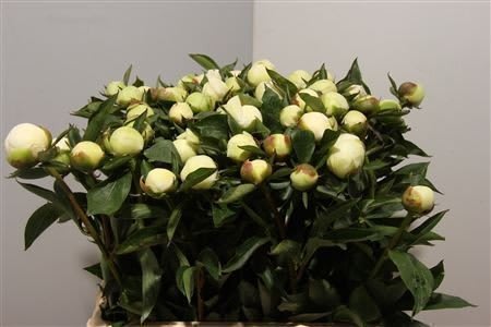 Срезанные цветы оптом Paeonia duchess de nemours от 60шт из Голландии с доставкой по России