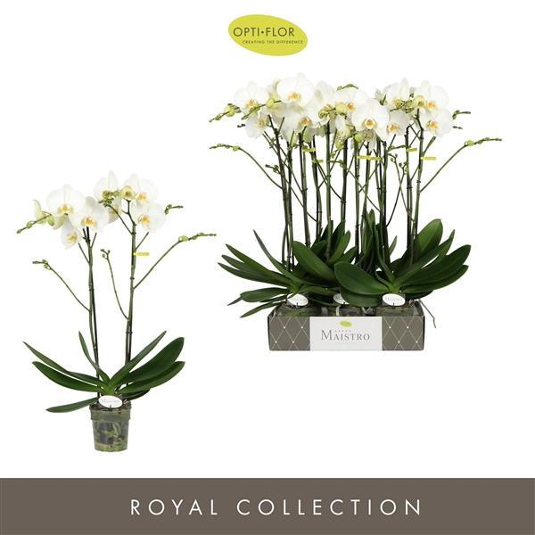 Горшечные цветы и растения оптом Phal 2st Maistro Bach 18+ (opti) от 6шт из Голландии с доставкой по России