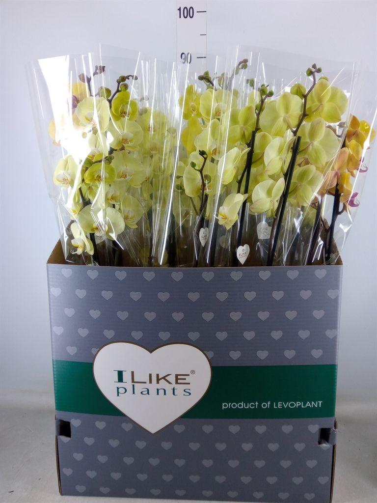 Горшечные цветы и растения оптом Phalaenopsis   ...yellow от 12шт из Голландии с доставкой по России