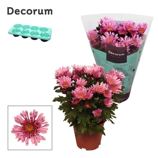 Горшечные цветы и растения оптом Chrys Anemona Pink (decorum) от 8шт из Голландии с доставкой по России