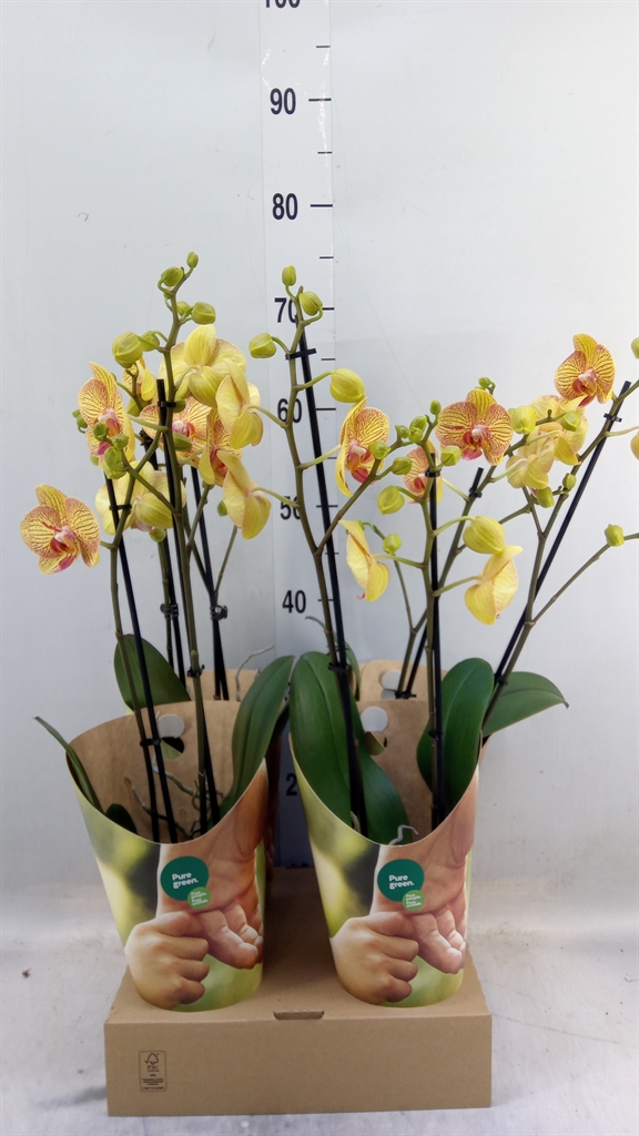 Горшечные цветы и растения оптом Phalaenopsis   ...orange от 4шт из Голландии с доставкой по России