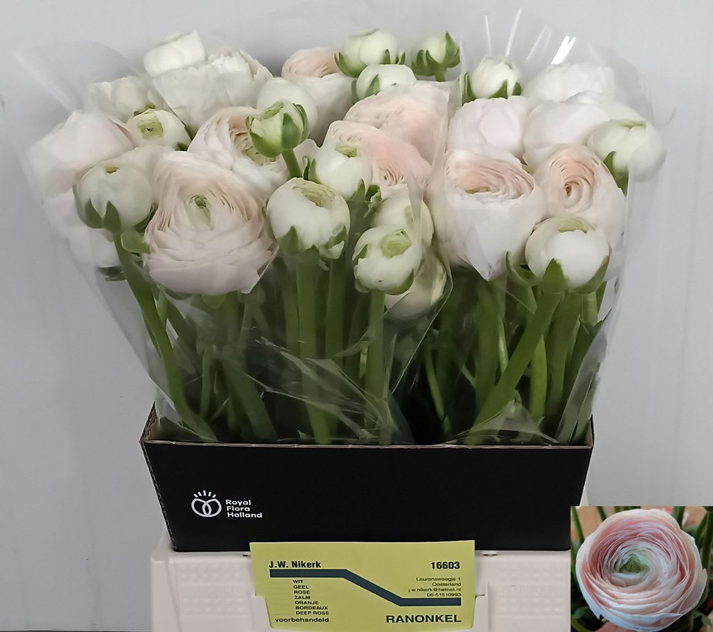 Срезанные цветы оптом Ranunculus clooney hanoi от 15шт из Голландии с доставкой по России