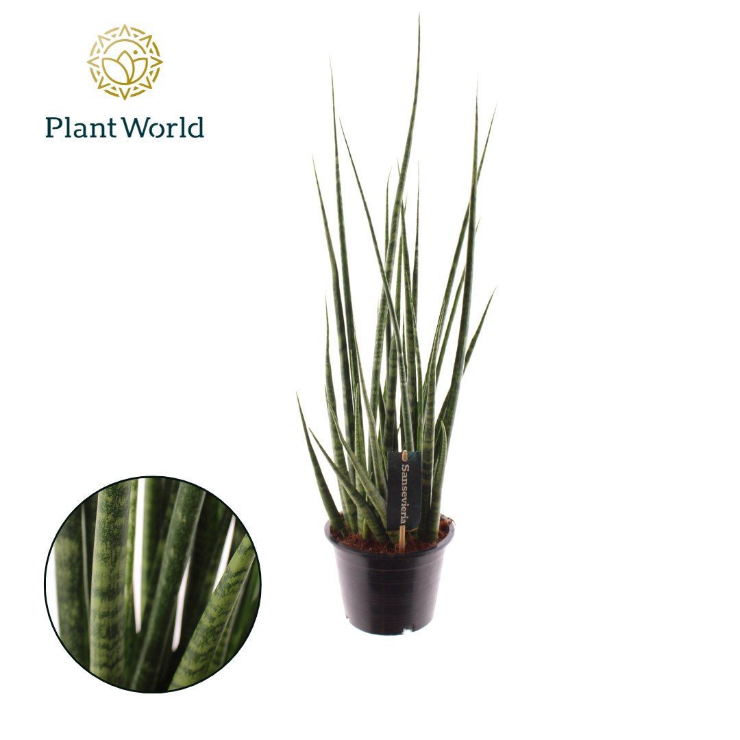 Горшечные цветы и растения оптом Sansevieria Digitorum от 7шт из Голландии с доставкой по России