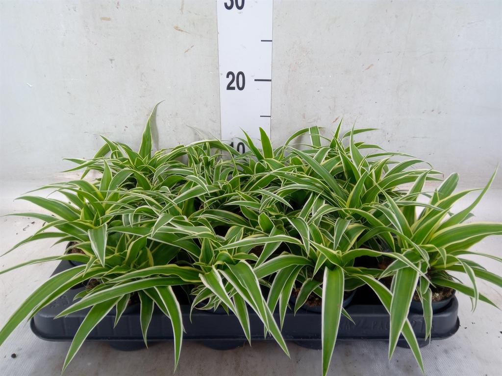 Горшечные цветы и растения оптом Chlorophytum Com Ocean от 16шт (для телеги) из Голландии с доставкой по России