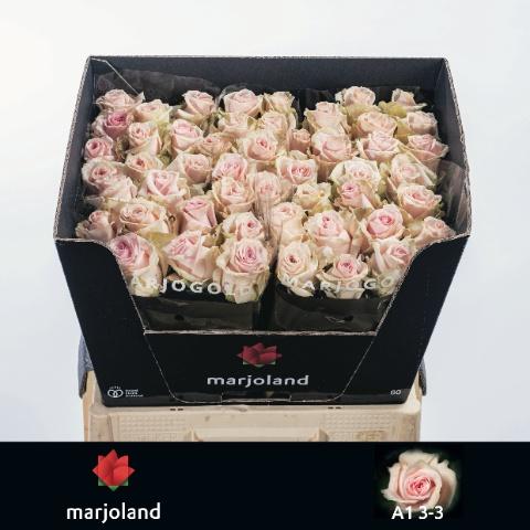 Срезанные цветы оптом Rosa large lovely dolomiti от 50шт из Голландии с доставкой по России