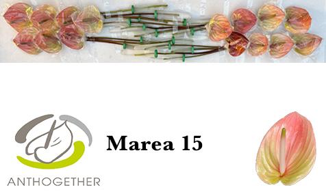 Срезанные цветы оптом Anthurium marea от 15шт из Голландии с доставкой по России