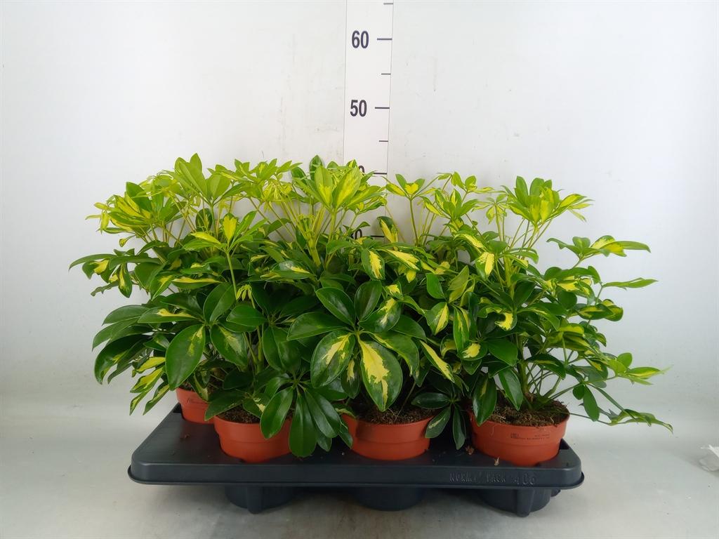 Горшечные цветы и растения оптом Schefflera Gerda Branched от 6шт из Голландии с доставкой по России