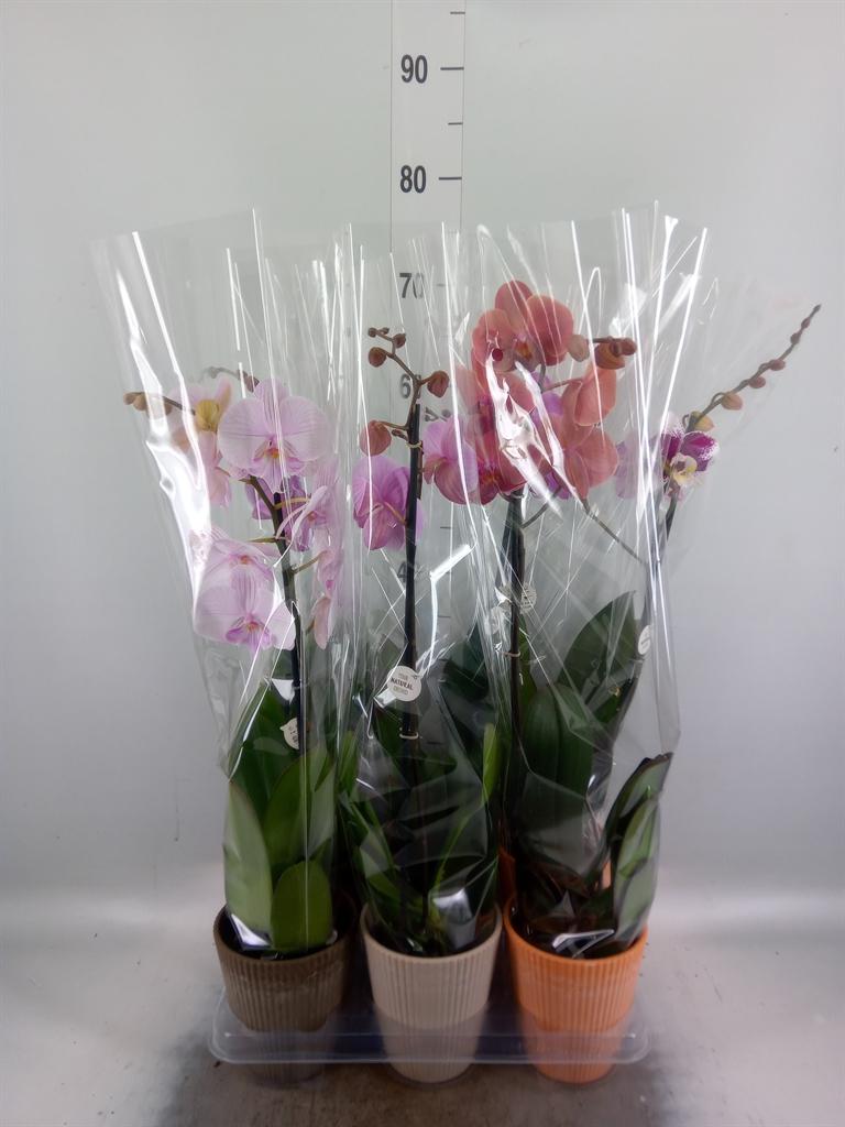 Горшечные цветы и растения оптом Phalaenopsis   ...mix от 6шт из Голландии с доставкой по России