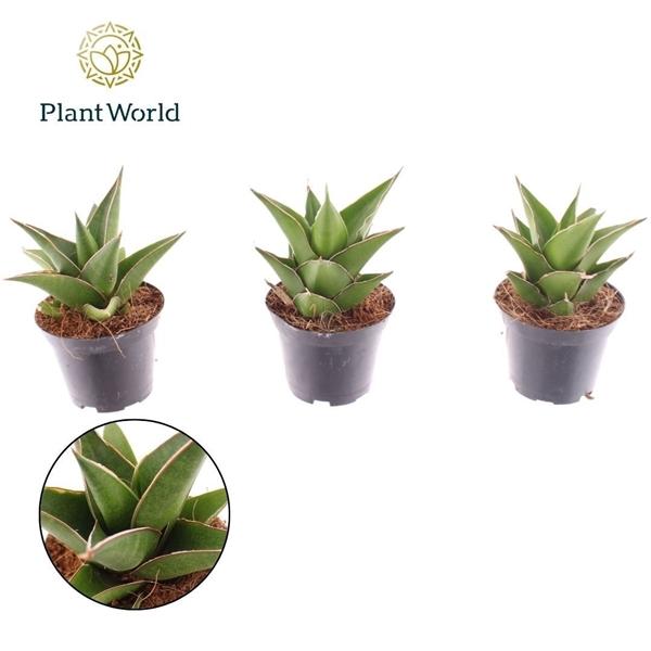 Горшечные цветы и растения оптом Sansevieria Samurai от 16шт (для телеги) из Голландии с доставкой по России