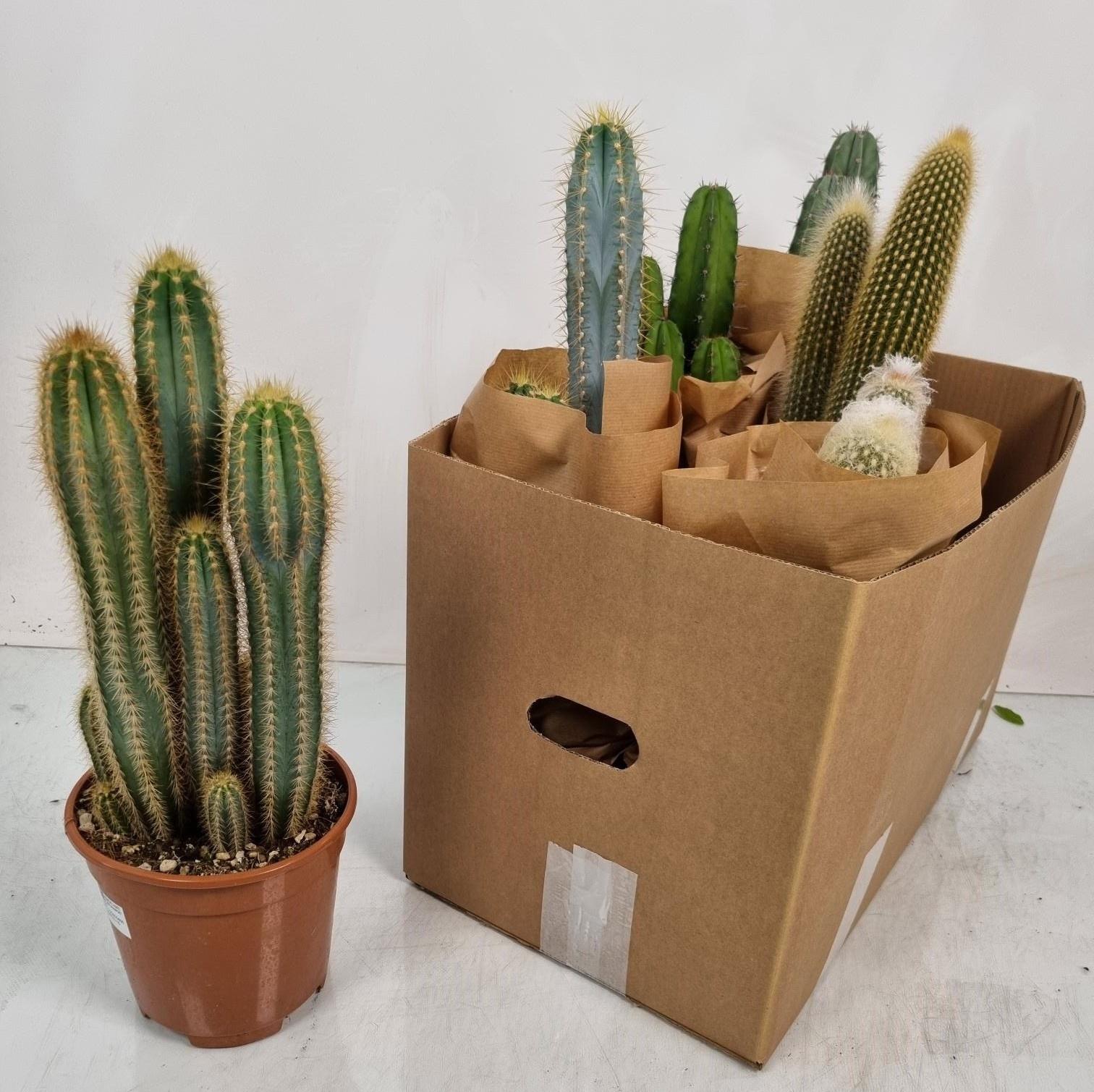 Горшечные цветы и растения оптом Cere Ov от 6шт из Голландии с доставкой по России