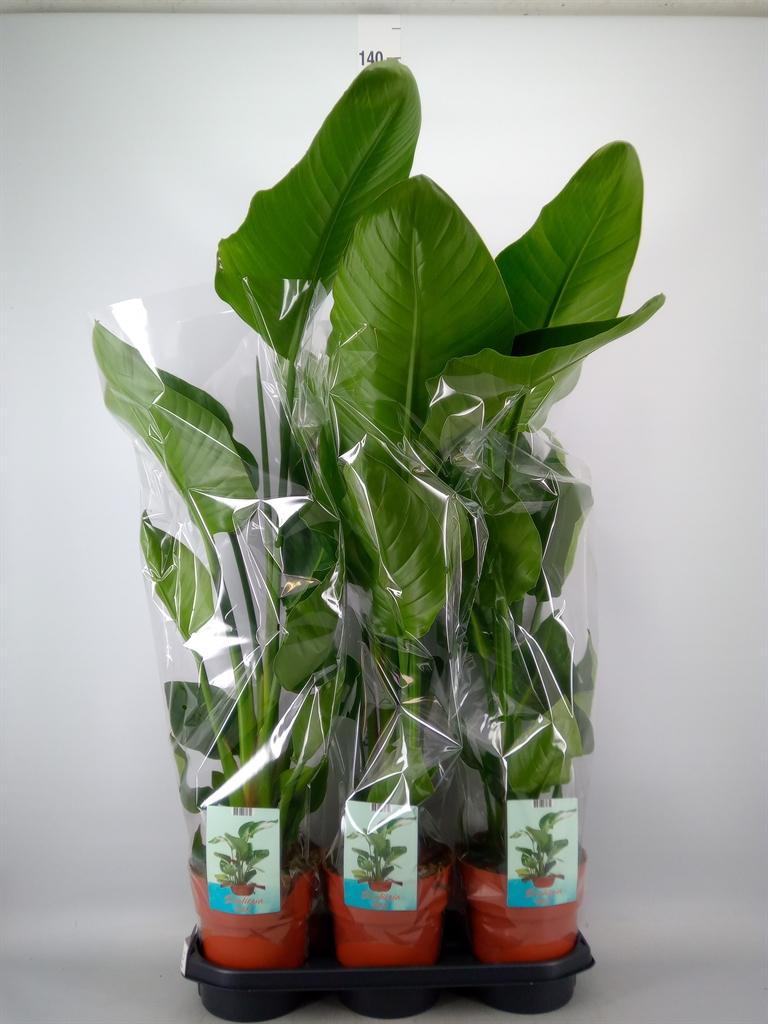 Горшечные цветы и растения оптом Strelitzia Nicolai от 3шт' из Голландии с доставкой по России