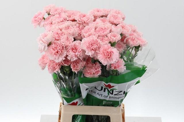Срезанные цветы оптом Dianthus st pink от 80шт из Голландии с доставкой по России