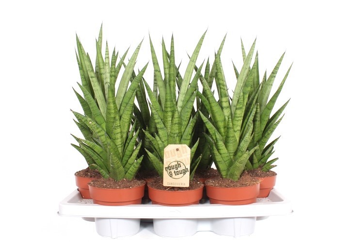 Горшечные цветы и растения оптом Sansevieria Tough Lady от 7шт из Голландии с доставкой по России