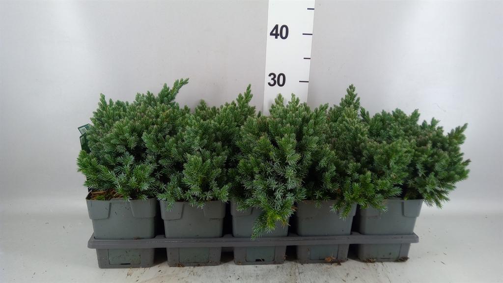 Горшечные цветы и растения оптом Juniperus Squamata blue Star от 10шт из Голландии с доставкой по России