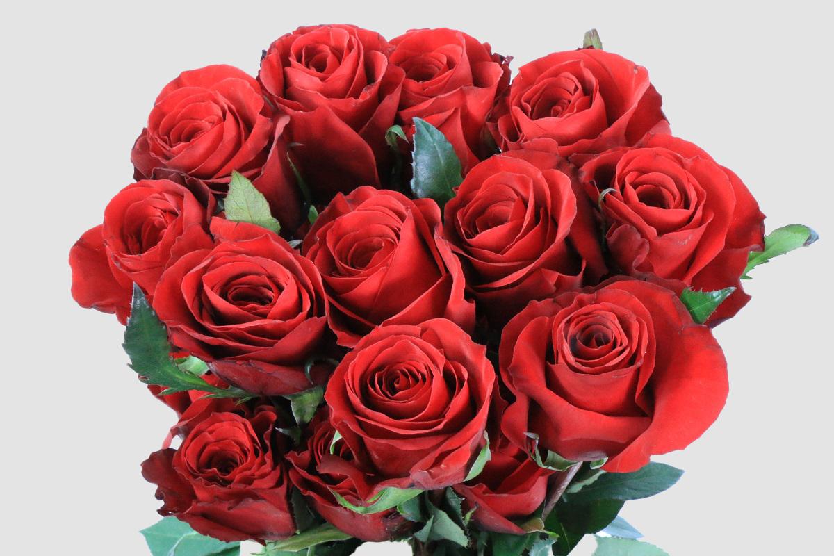 Срезанные цветы оптом Rosa ec revolution от 125шт из Голландии с доставкой по России