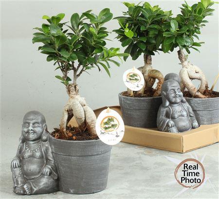 Горшечные цветы и растения оптом Fic Mi Ginseng Buddha от 3шт из Голландии с доставкой по России