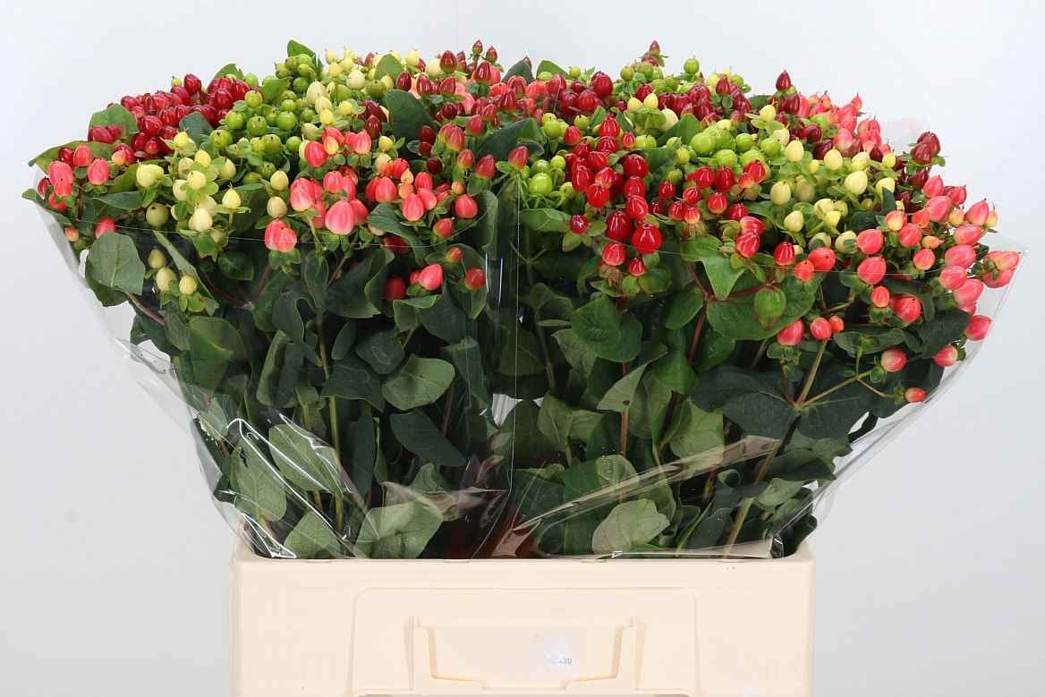 Срезанные цветы оптом Hypericum rainbow romance от 100шт из Голландии с доставкой по России