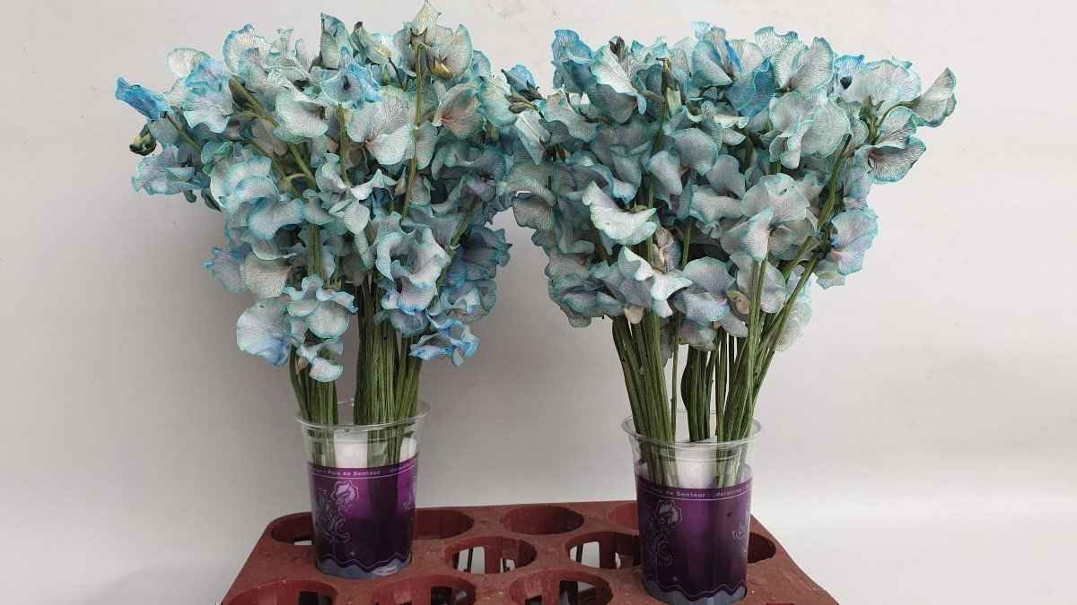 Срезанные цветы оптом Lathyrus paint blue magic от 30шт.. из Голландии с доставкой по России