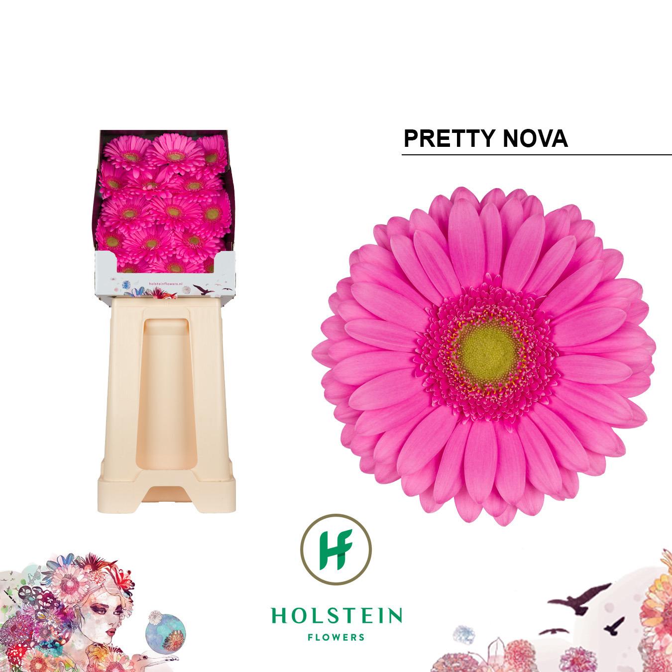 Срезанные цветы оптом Gerbera diamond pretty nova от 45шт из Голландии с доставкой по России