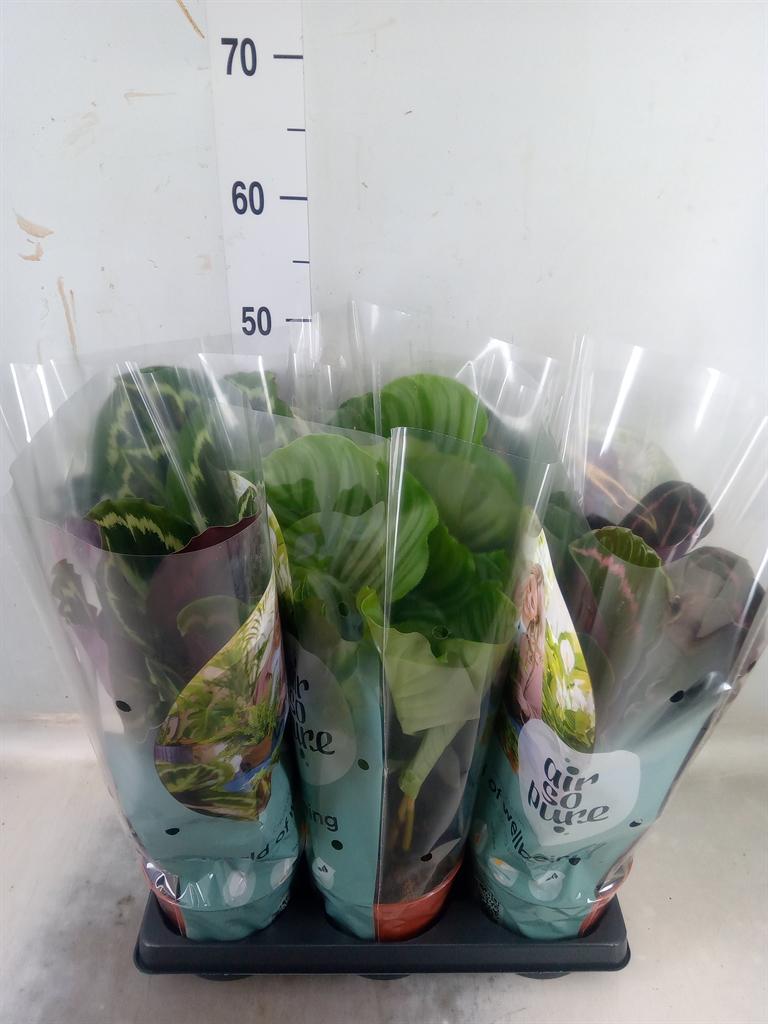 Горшечные цветы и растения оптом Calathea Roseopicta   ...mix от 6шт из Голландии с доставкой по России