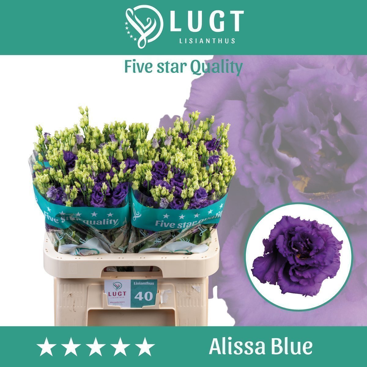 Срезанные цветы оптом Lisianthus do alissa blue от 40шт из Голландии с доставкой по России