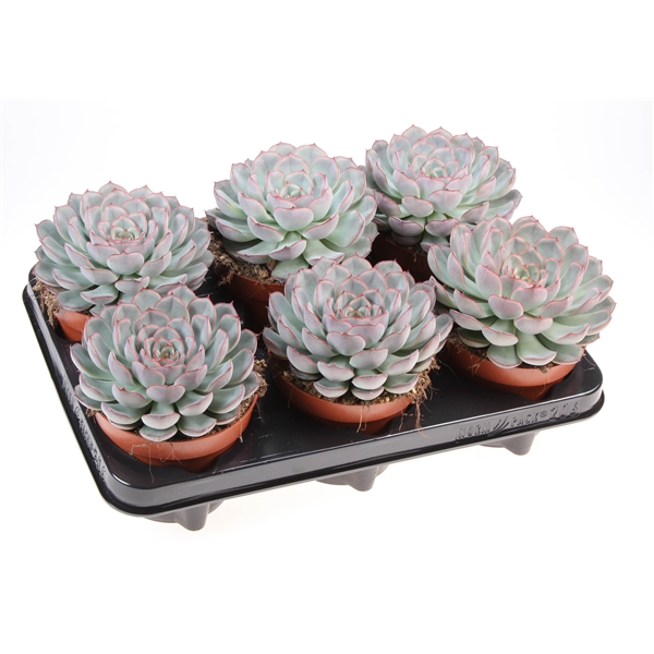 Горшечные цветы и растения оптом Echeveria Mystery от 6шт из Голландии с доставкой по России