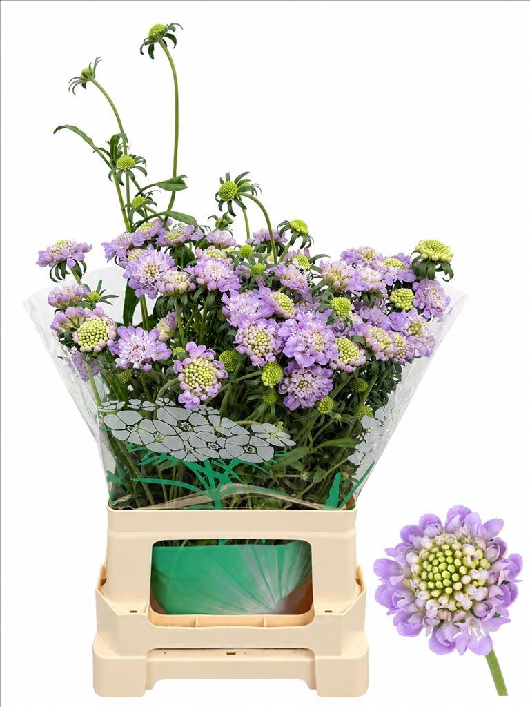 Срезанные цветы оптом Scabiosa scoop bon bon ube от 50шт из Голландии с доставкой по России