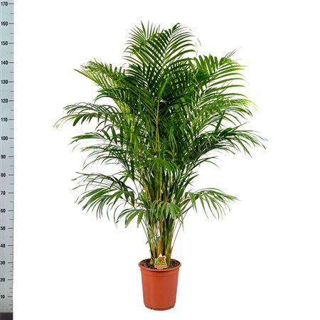 Горшечные цветы и растения оптом Dypsis Lutescens 30pp от 1шт из Голландии с доставкой по России
