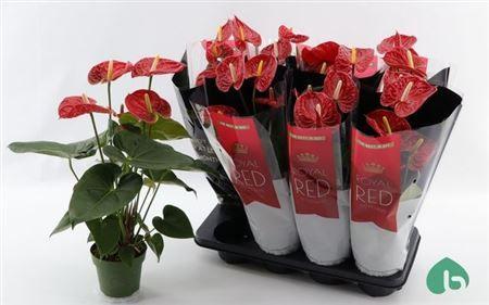 Горшечные цветы и растения оптом Anthu An Madural 5+ от 8шт из Голландии с доставкой по России