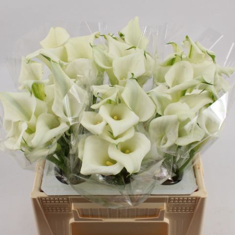 Срезанные цветы оптом Zantedeschia crystal blush от 60шт из Голландии с доставкой по России