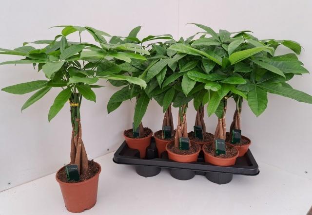 Горшечные цветы и растения оптом Pachira Aquatica от 7шт из Голландии с доставкой по России