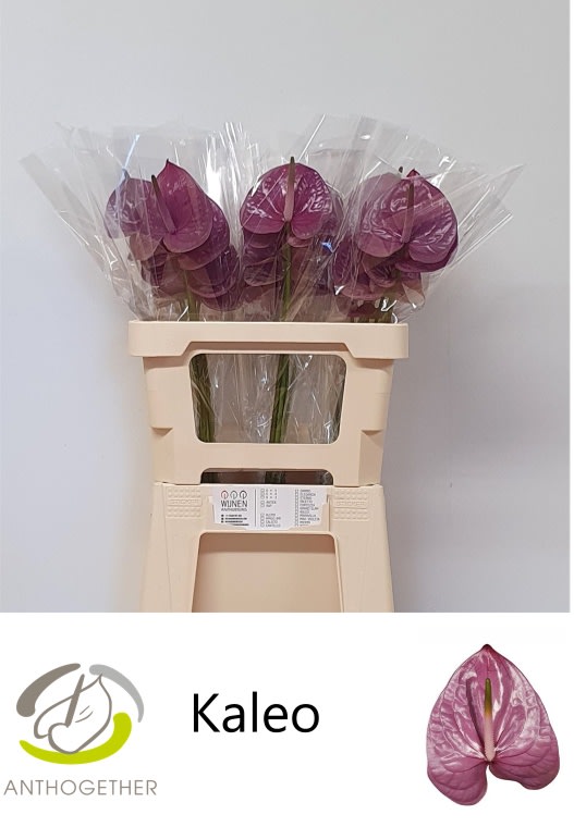 Срезанные цветы оптом Anthurium kaleo от 30шт из Голландии с доставкой по России