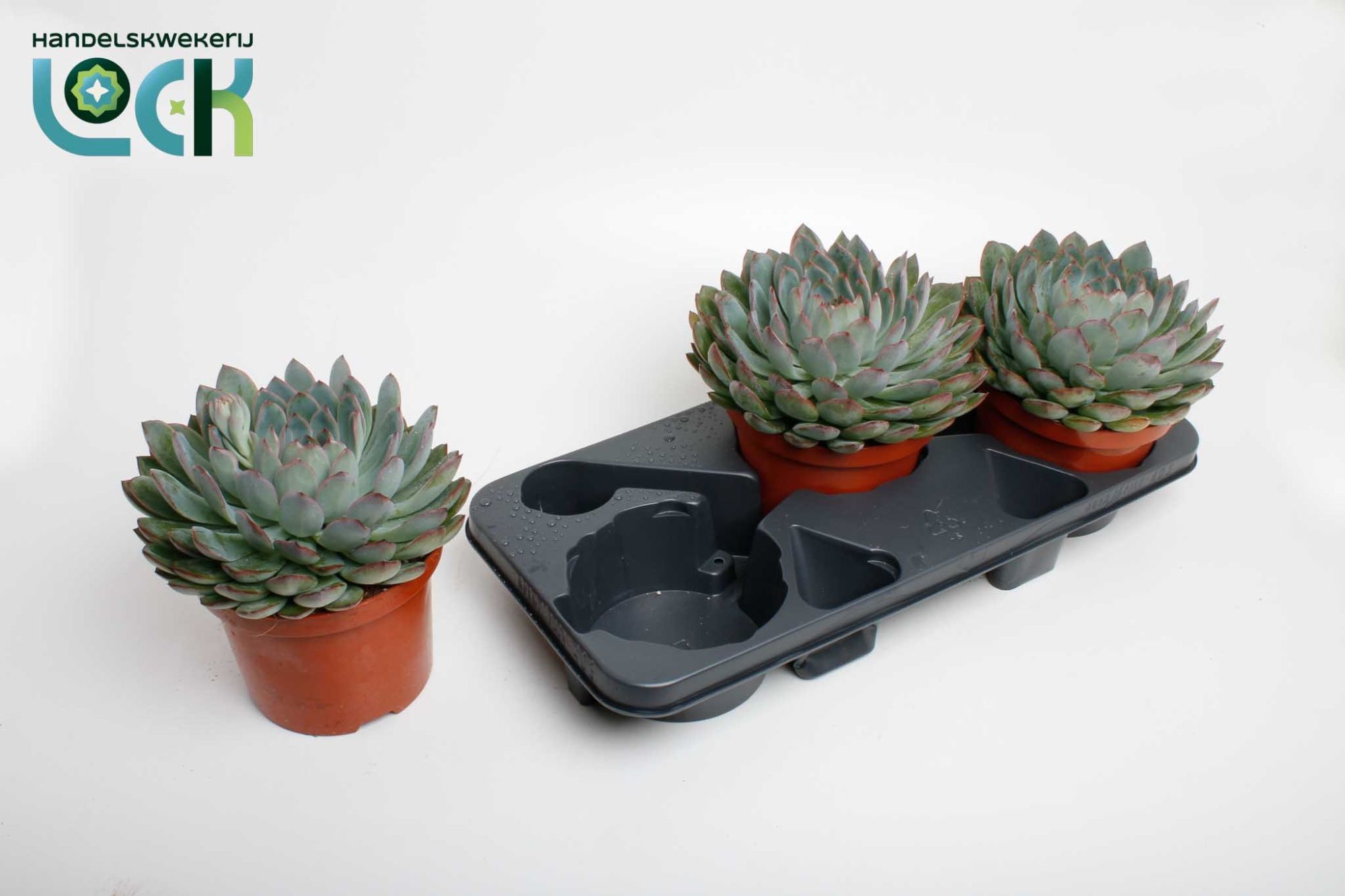 Горшечные цветы и растения оптом Echeveria Pelisuda от 3шт из Голландии с доставкой по России