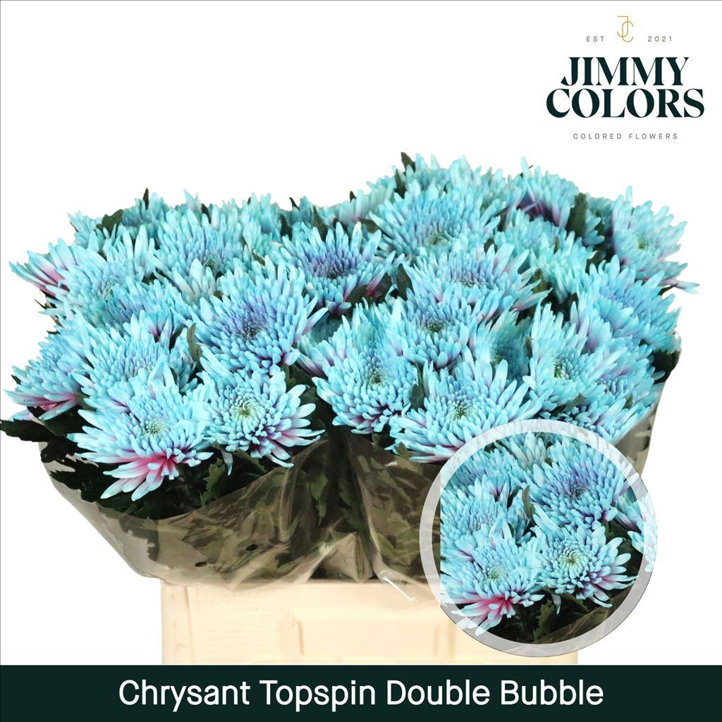 Срезанные цветы оптом Chrys bl paint topspin double bubble от 40шт из Голландии с доставкой по России
