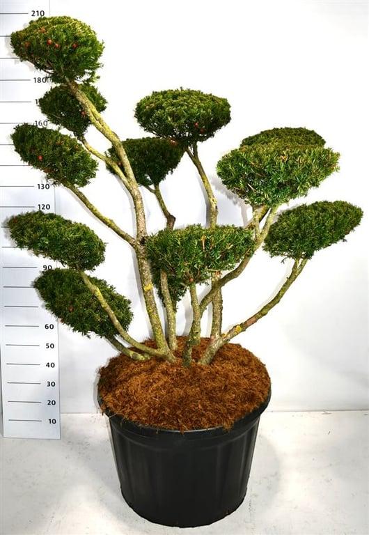 Горшечные цветы и растения оптом Taxus Cuspidata Select Pon Pon от 1шт из Голландии с доставкой по России