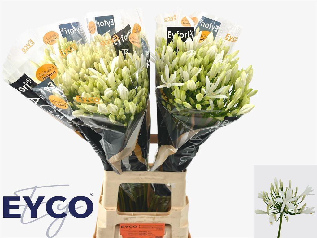 Срезанные цветы оптом Agapanthus eyfori white - bianca perla от 50шт из Голландии с доставкой по России