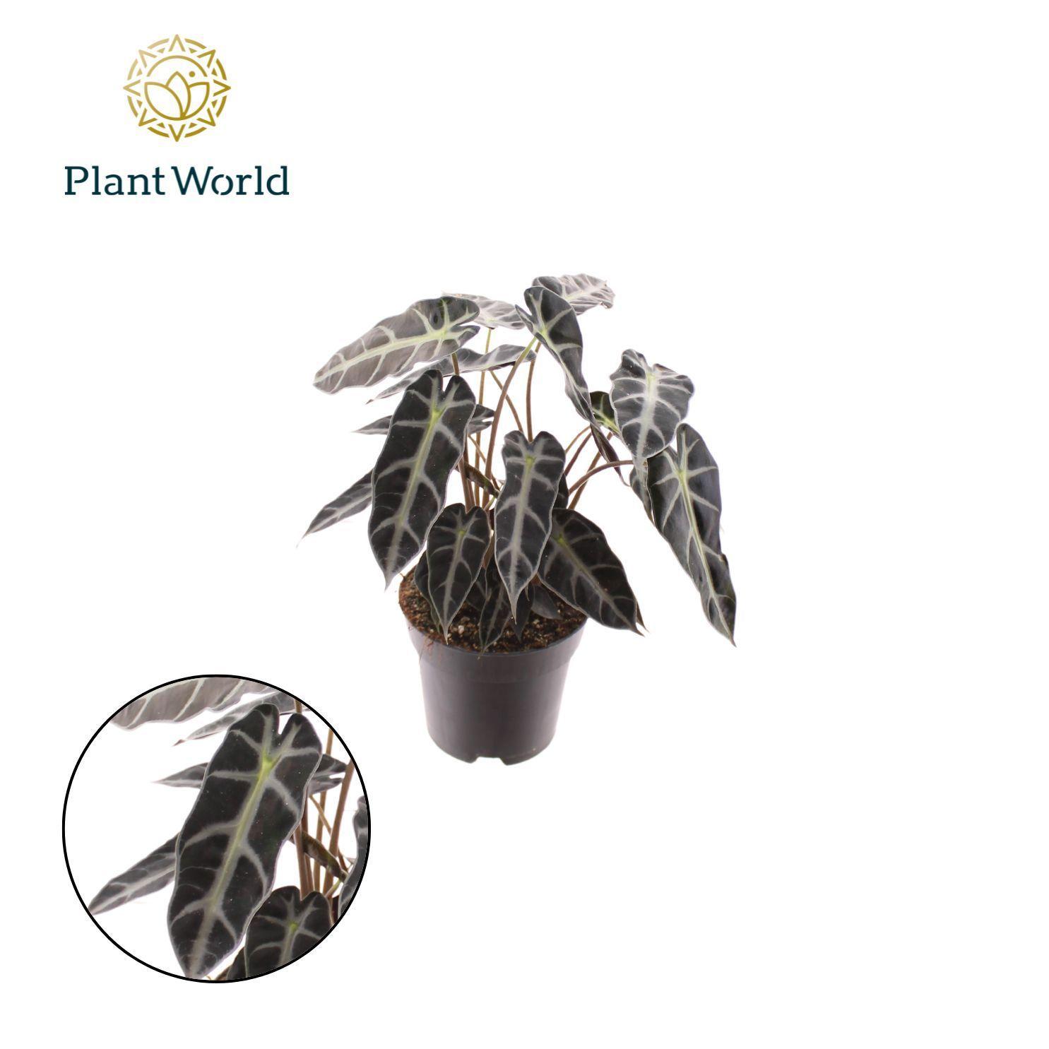 Горшечные цветы и растения оптом Alocasia Bambino Arrow от 7шт (для телеги) из Голландии с доставкой по России