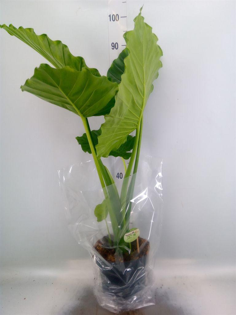 Горшечные цветы и растения оптом Alocasia Gageana от 1шт (для телеги) из Голландии с доставкой по России