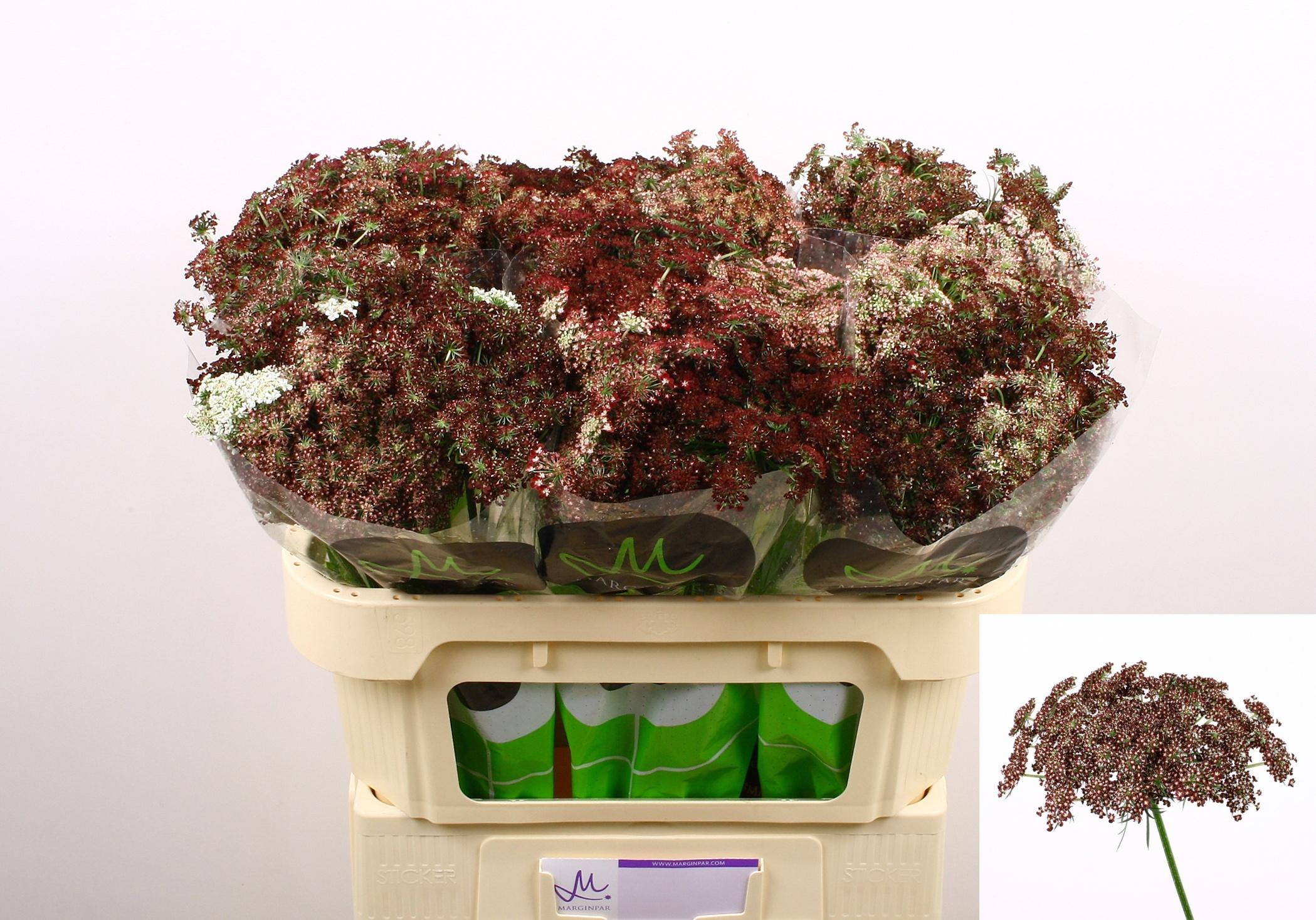 Срезанные цветы оптом Daucus dara от 60шт из Голландии с доставкой по России