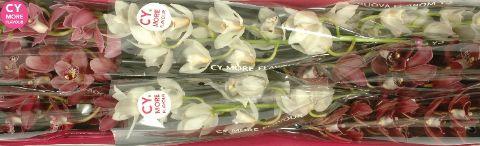 Срезанные цветы оптом Minicymbidium mix love от 8шт из Голландии с доставкой по России