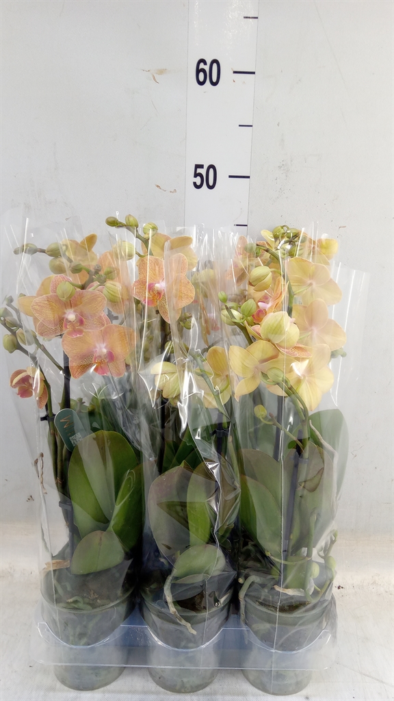 Горшечные цветы и растения оптом Phalaenopsis Multi.   ...orange от 6шт (для телеги) из Голландии с доставкой по России